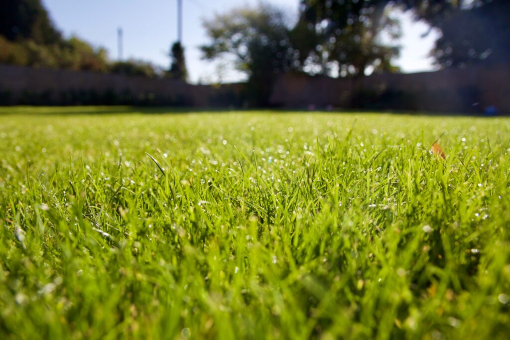 green-dewy-lawn-selective-focus-2024-11-02-00-50-20-utc